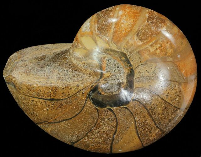 Polished Nautilus Fossil - Madagascar #67910